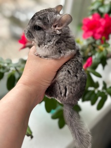 Шиншила шиншили шушики