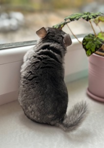 Шиншила шиншили шушики