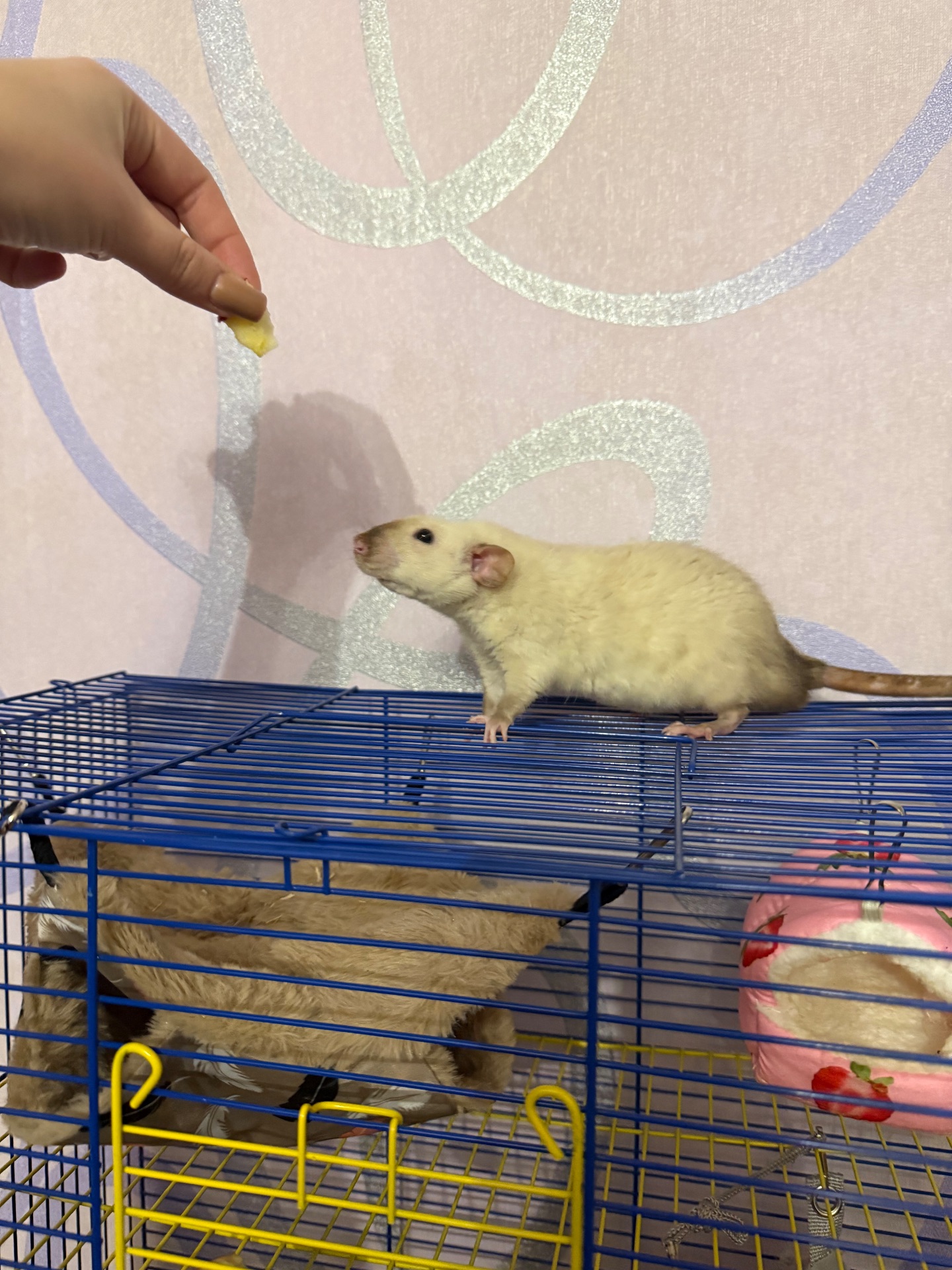 Криси дамбо, рекс