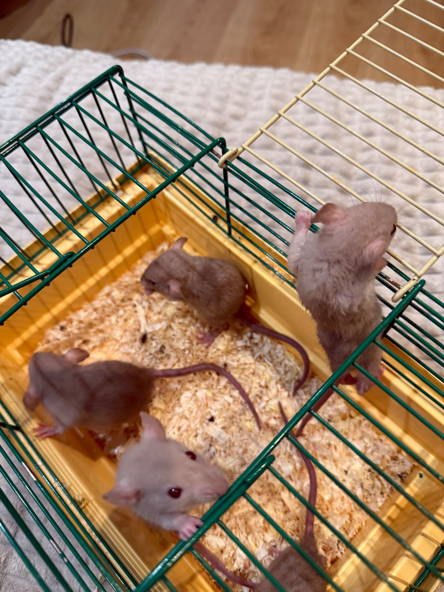 Криси дамбо, рекс