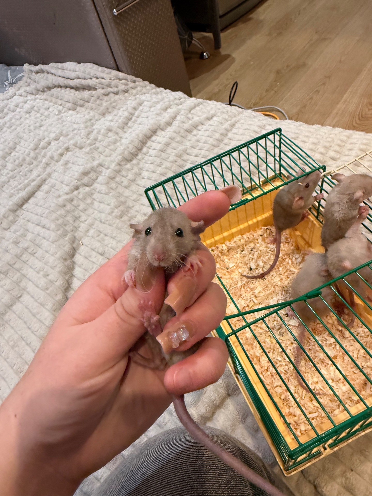 Криси дамбо, рекс