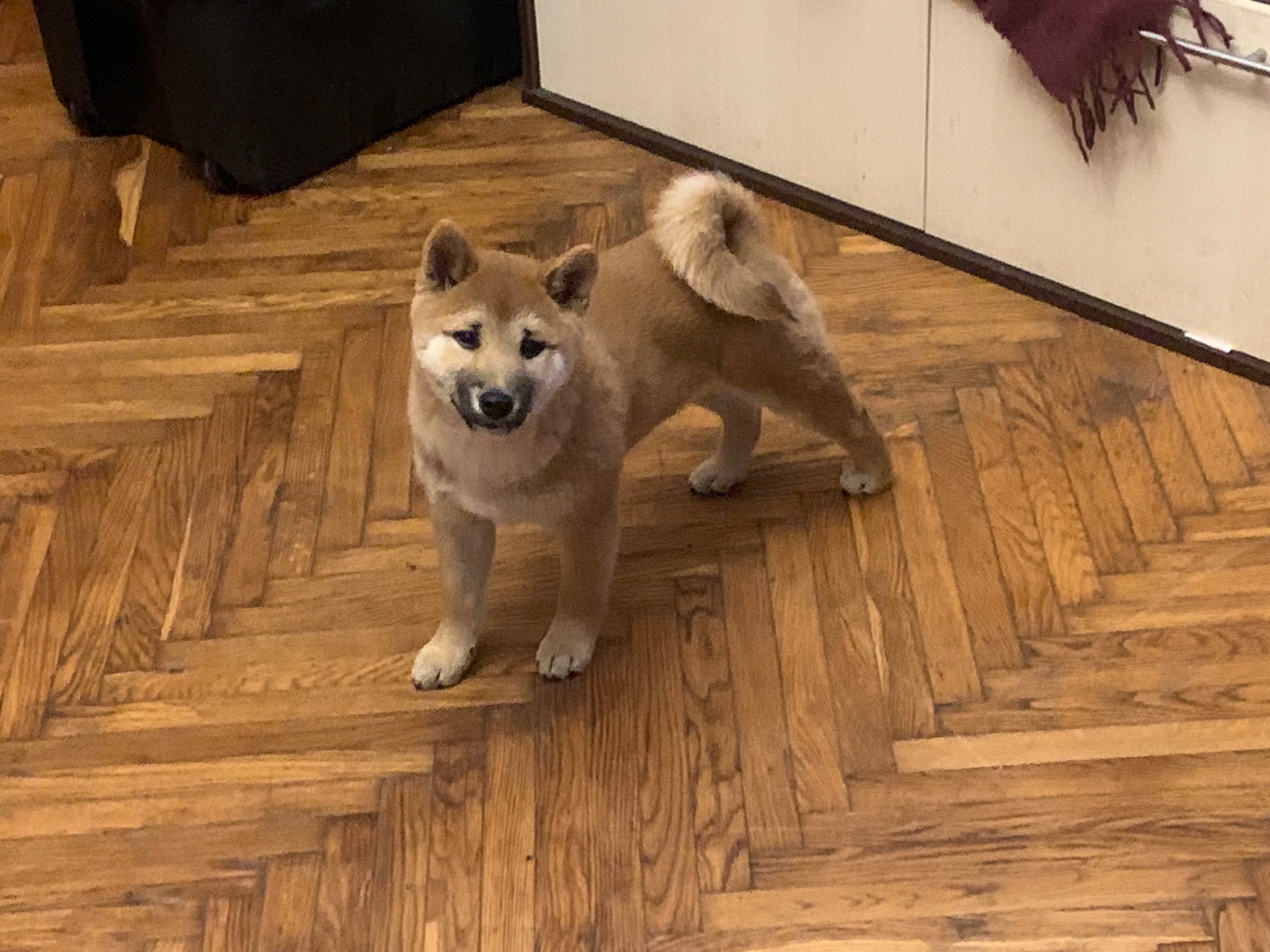 Нам 3 місяця 1 хлопчик 3 дівчинки