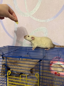 Криси дамбо, рекс