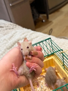 Криси дамбо, рекс