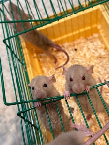 Криси дамбо, рекс