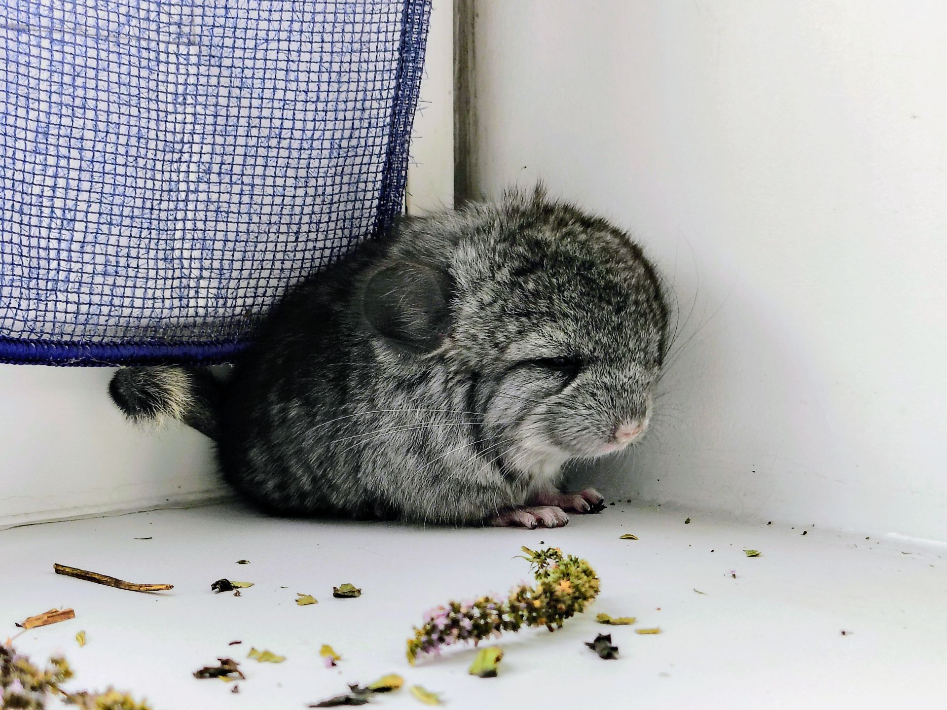 Лагідний хлопчик 🩵