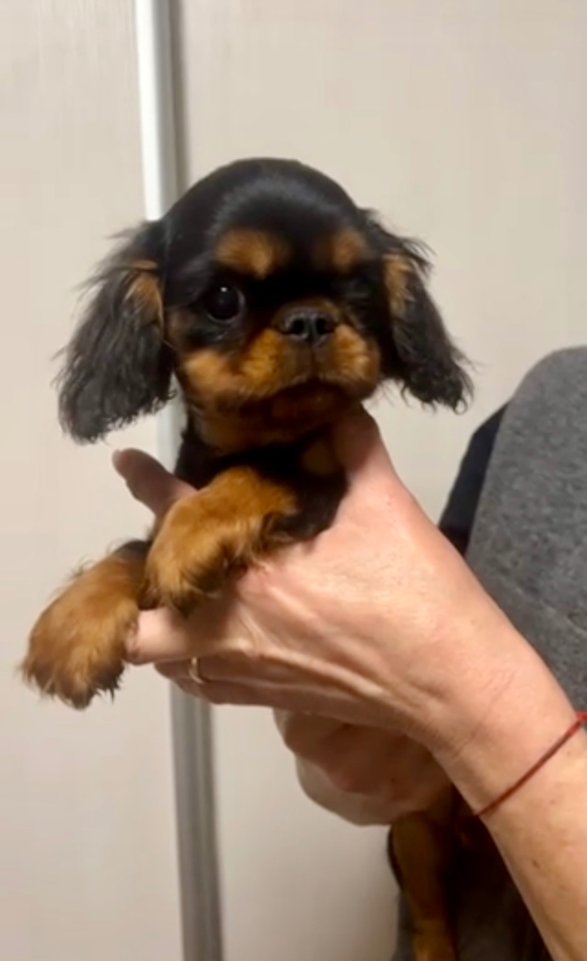 Кавалер Кінг Чарльз спанієль