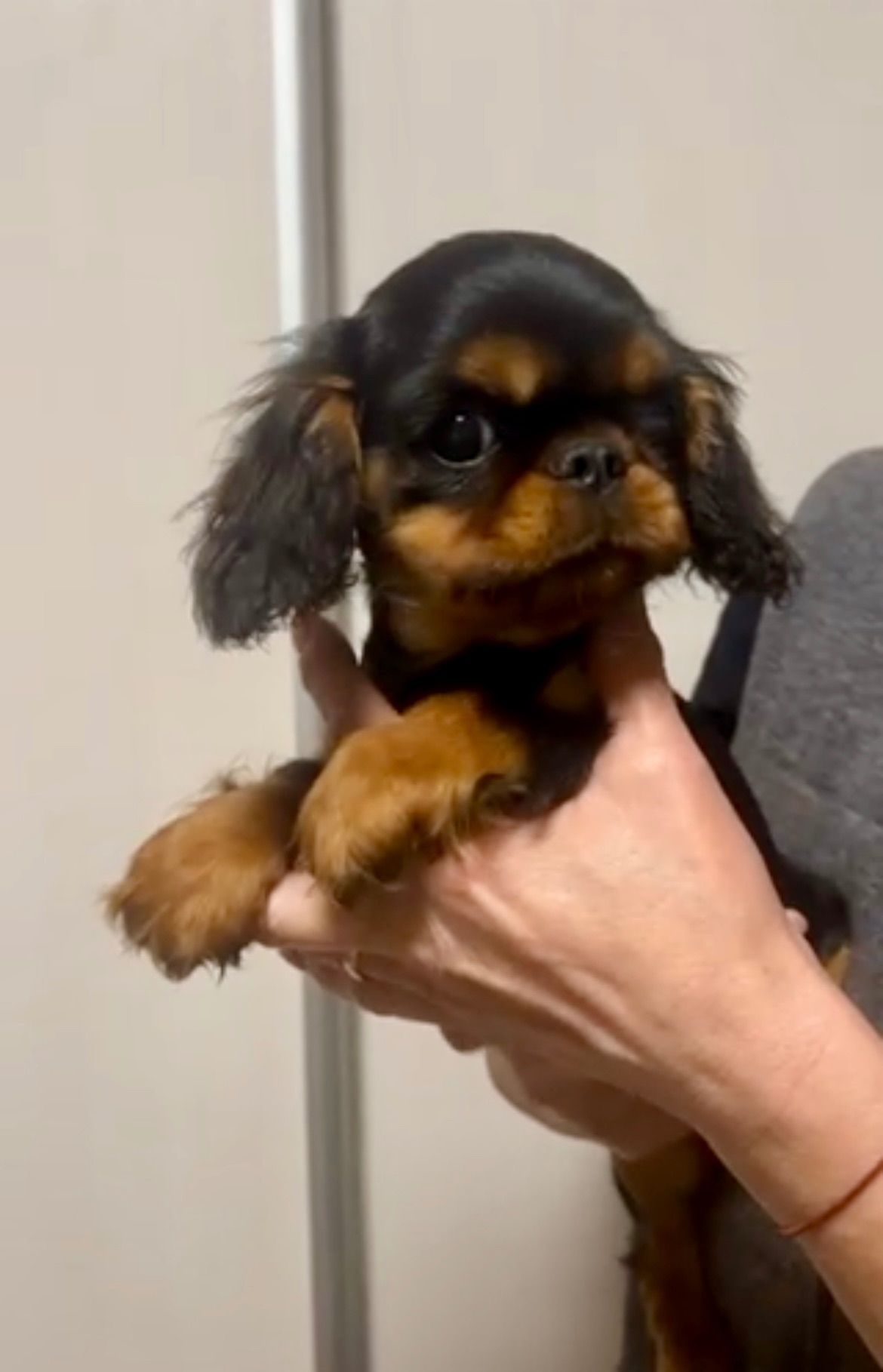 Кавалер Кінг Чарльз спанієль