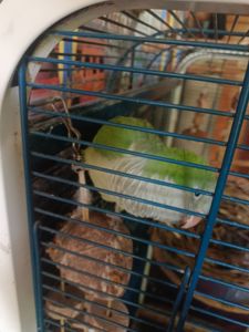 Калита - монах