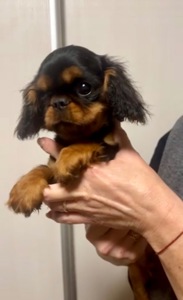 Кавалер Кінг Чарльз спанієль