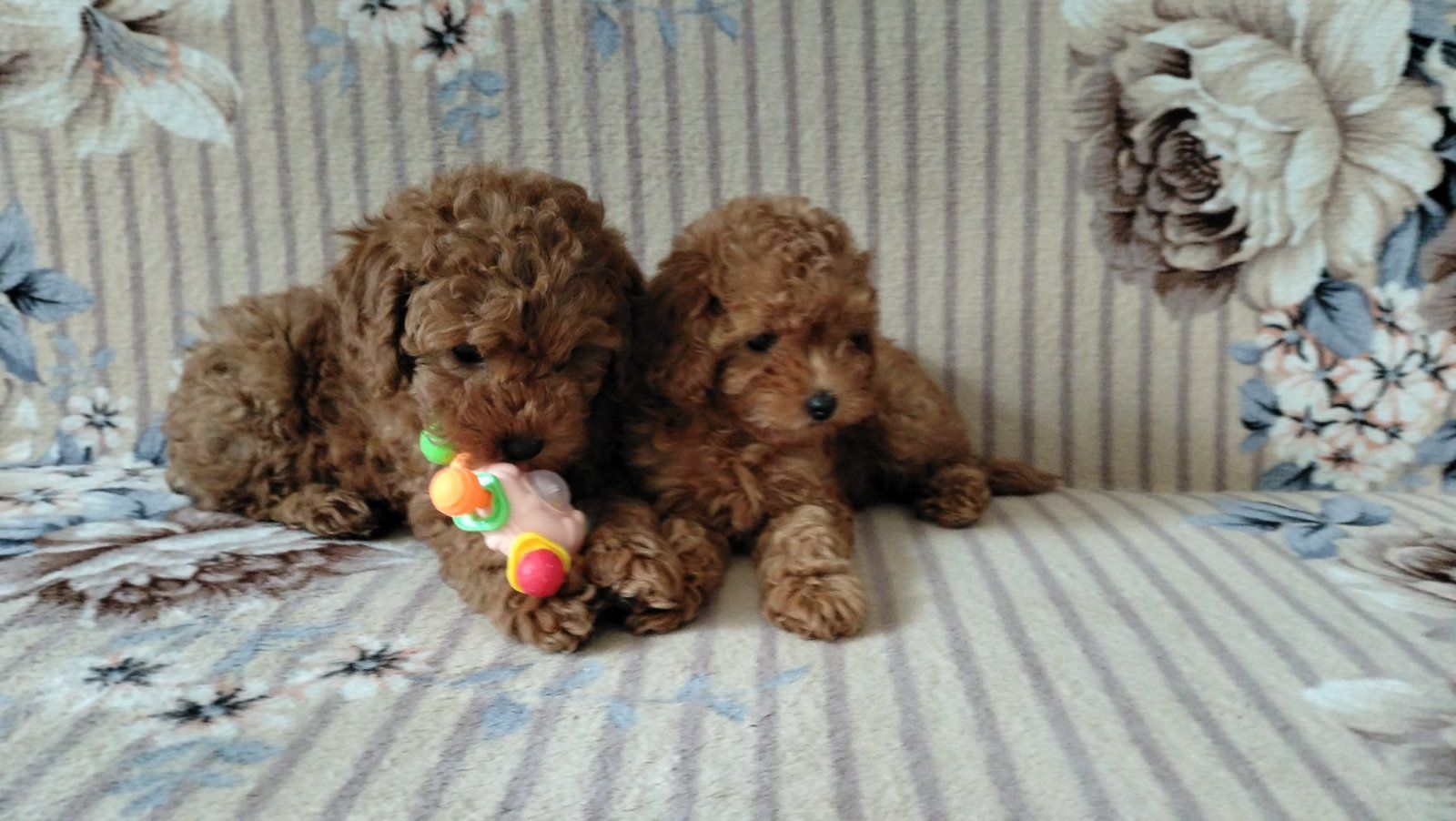 Чудові цуценята той пуделя