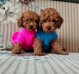 Чудові цуценята той пуделя