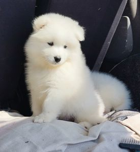 Дівчинка самоїд. Документи