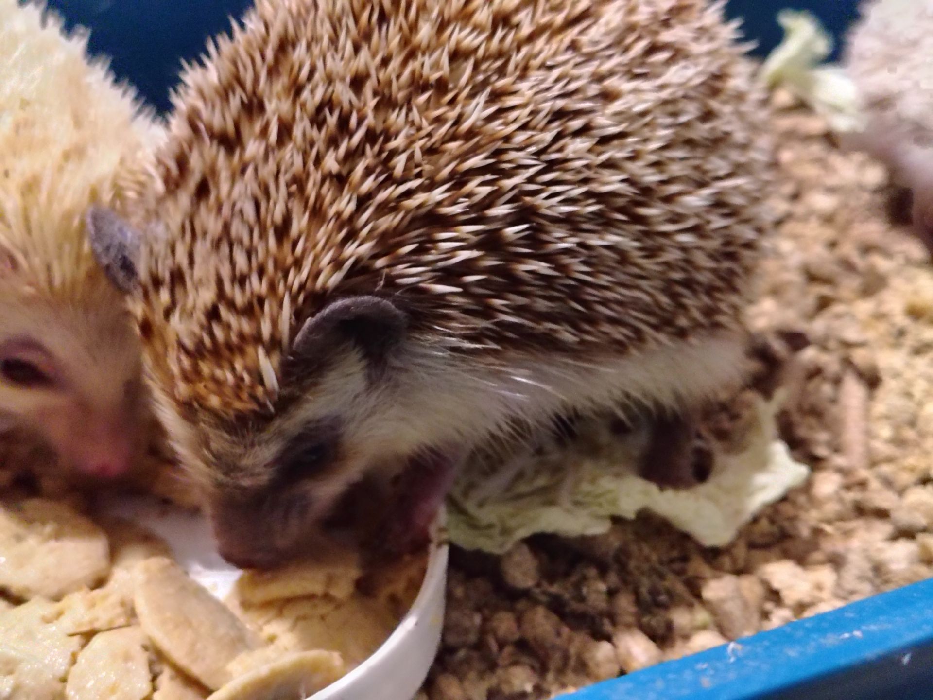 Африканские ёжики