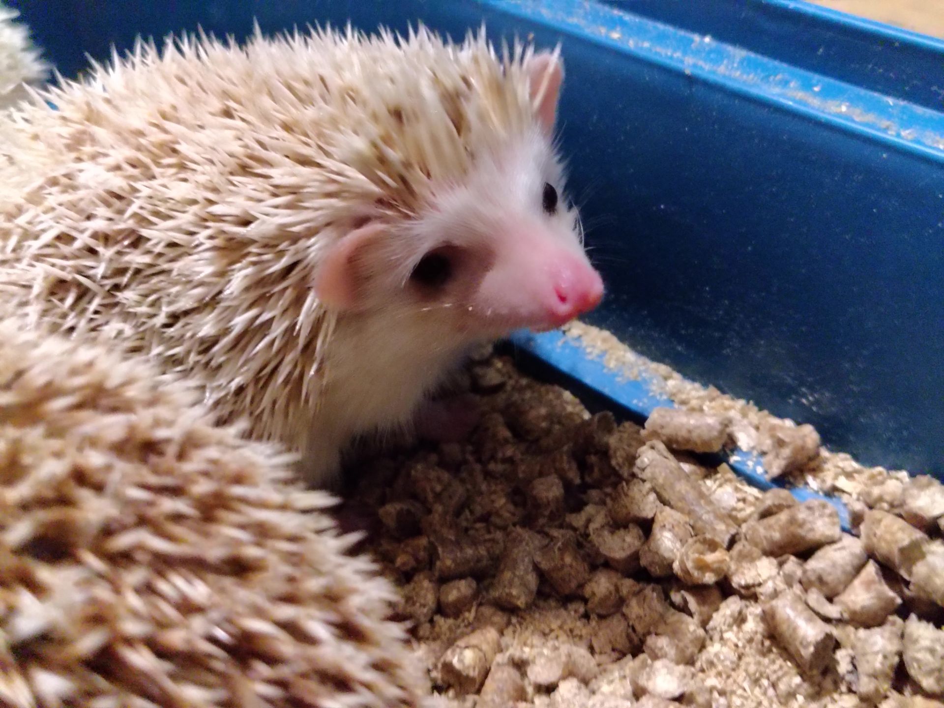 Африканские ёжики