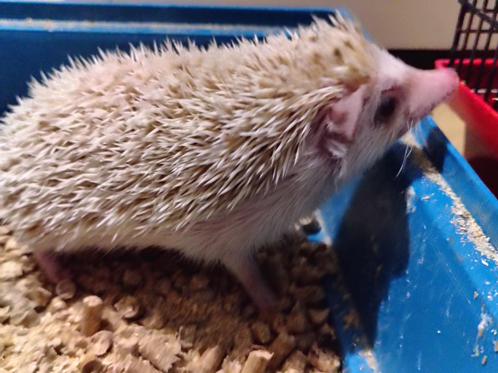 Африканские ёжики