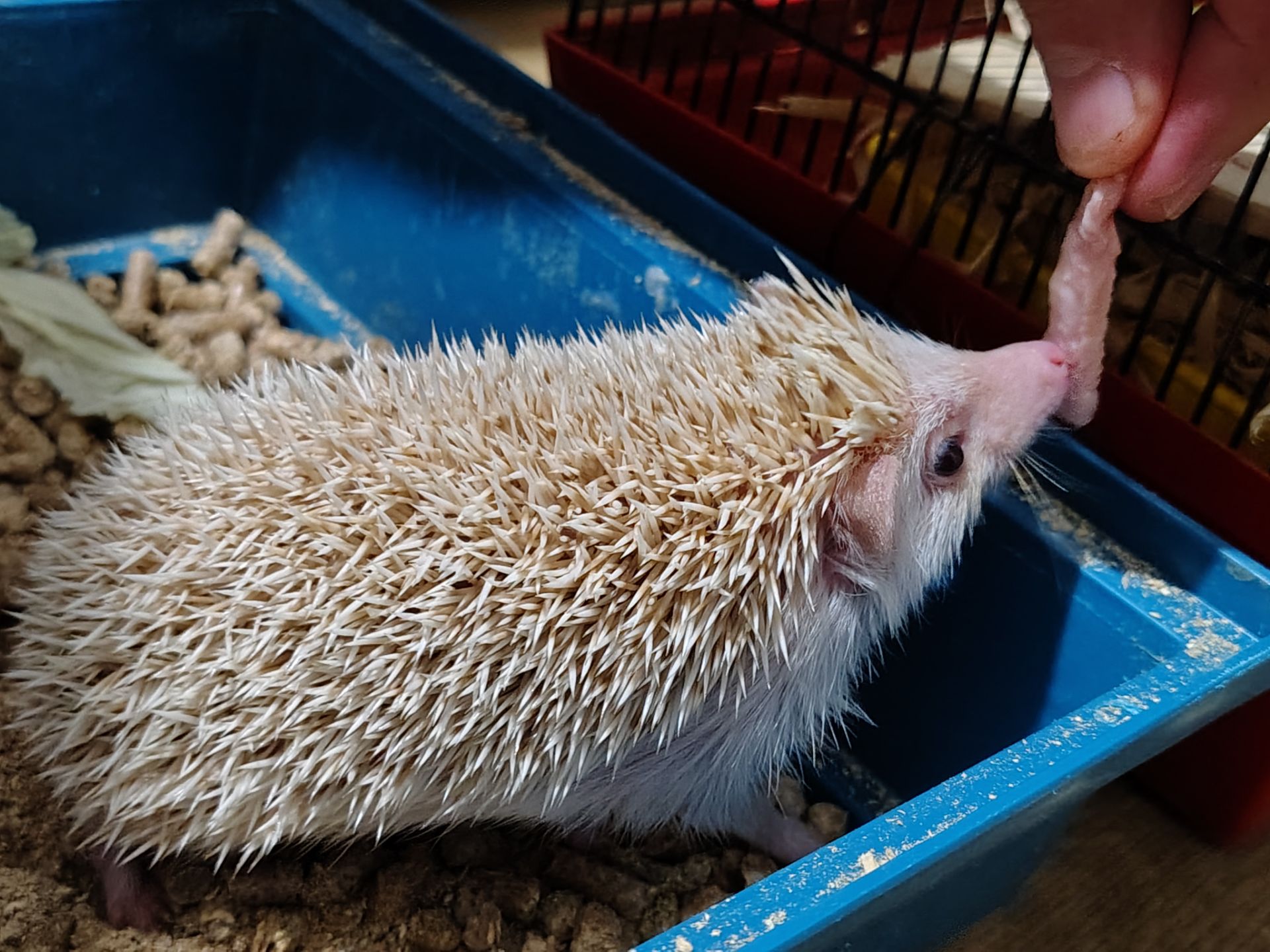 Африканские ёжики