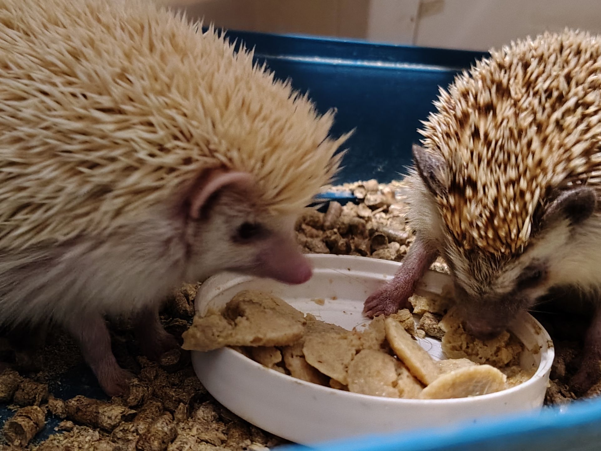 Африканские ёжики