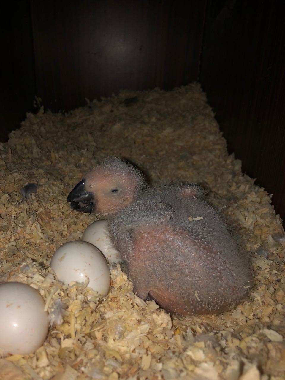 Жако дівчинка 2 рокі!