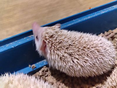 Африканские ёжики