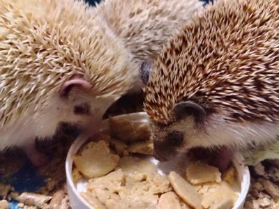 Африканские ёжики