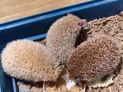 Африканские ёжики