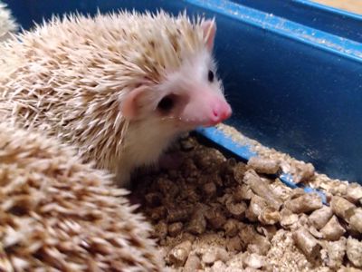 Африканские ёжики