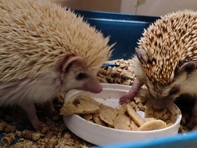 Африканские ёжики