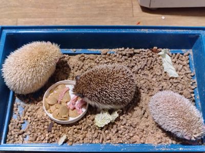 Африканские ёжики