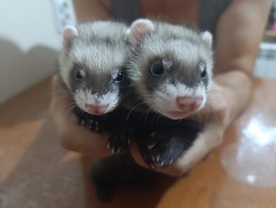 Тхір, Фретка