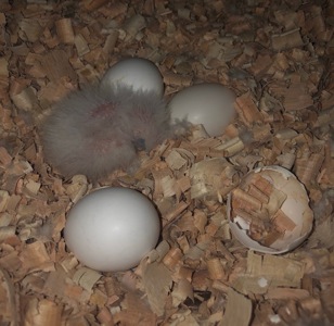 Жако дівчинка 2 рокі!