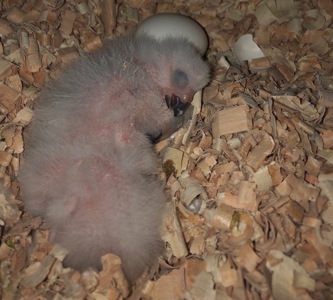 Жако дівчинка 2 рокі!