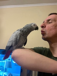 Жако дівчинка 2 рокі!