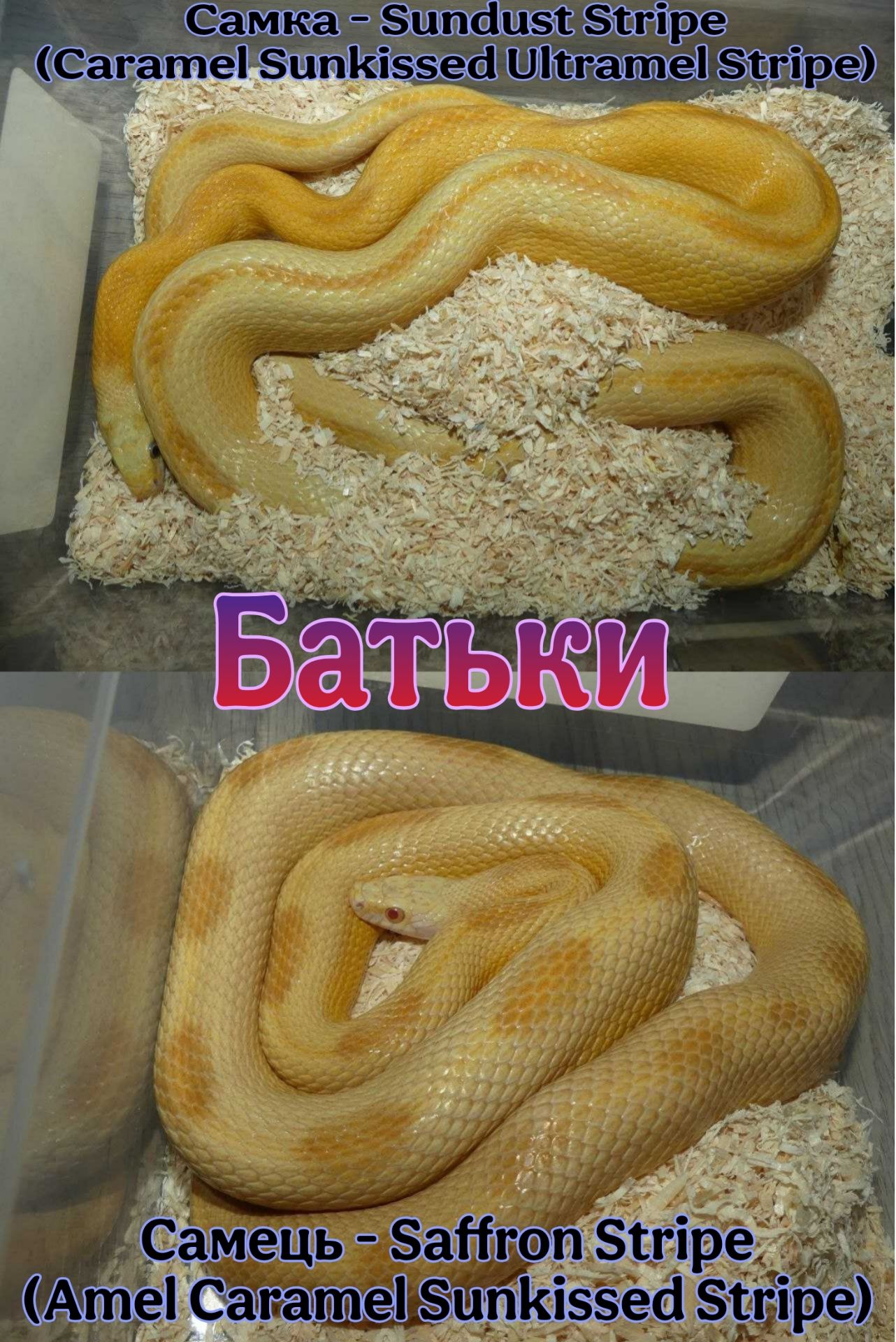 Маисовый полоз