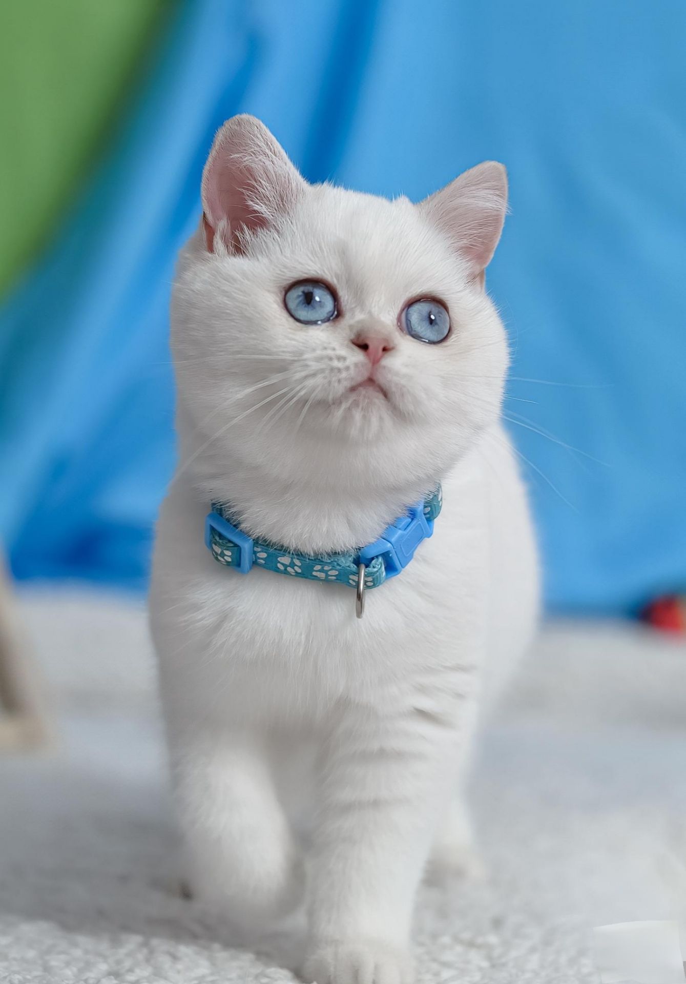 Британські кошенята з блакитними очима