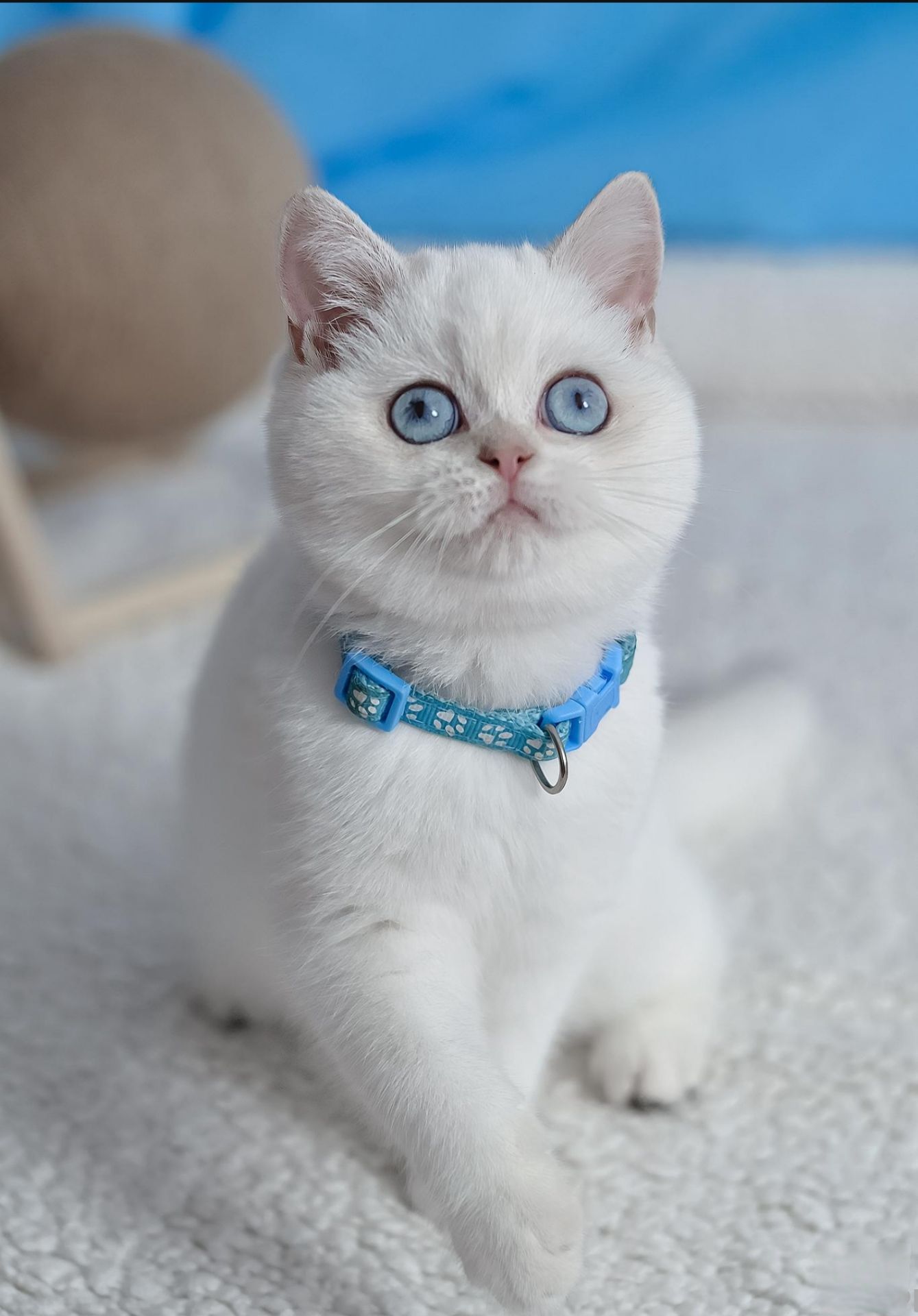 Британські кошенята з блакитними очима