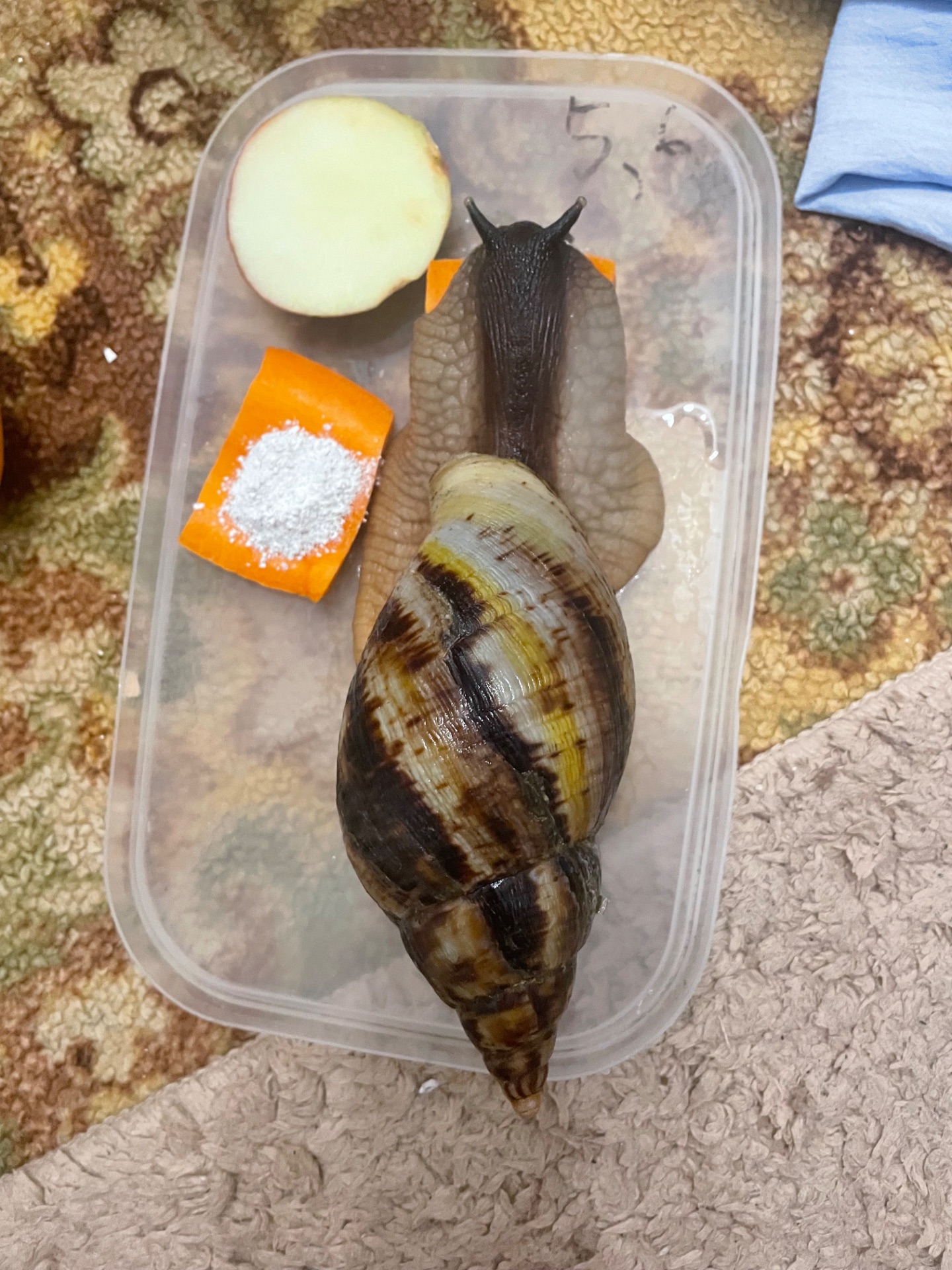 Ретикулята чорноголовий