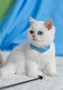 Британські кошенята з блакитними очима