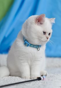 Британські кошенята з блакитними очима