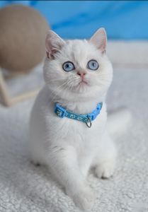 Британські кошенята з блакитними очима