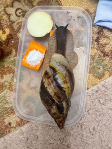 Ретикулята чорноголовий