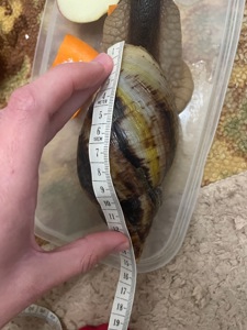 Ретикулята чорноголовий