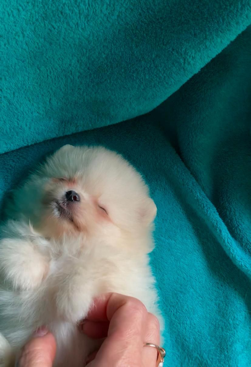 Очаровательный Laky