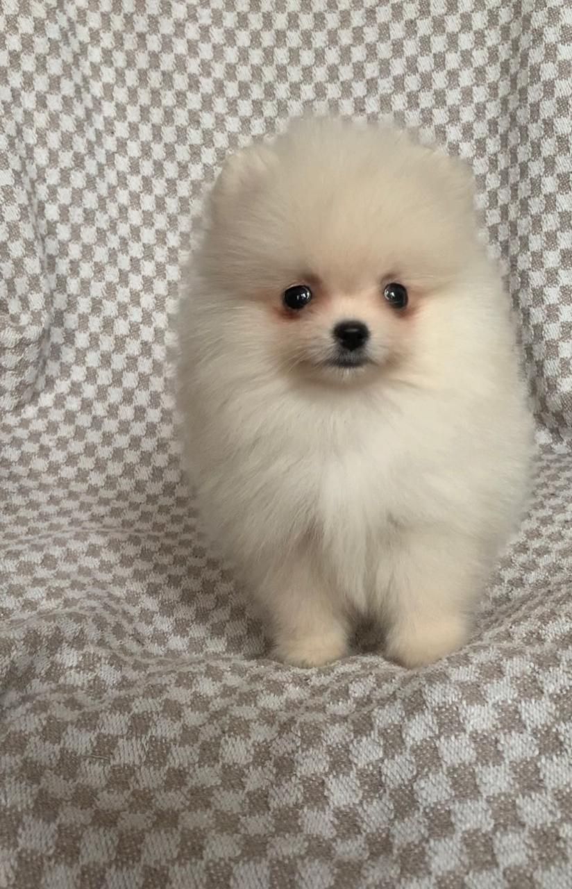 Очаровательный Laky