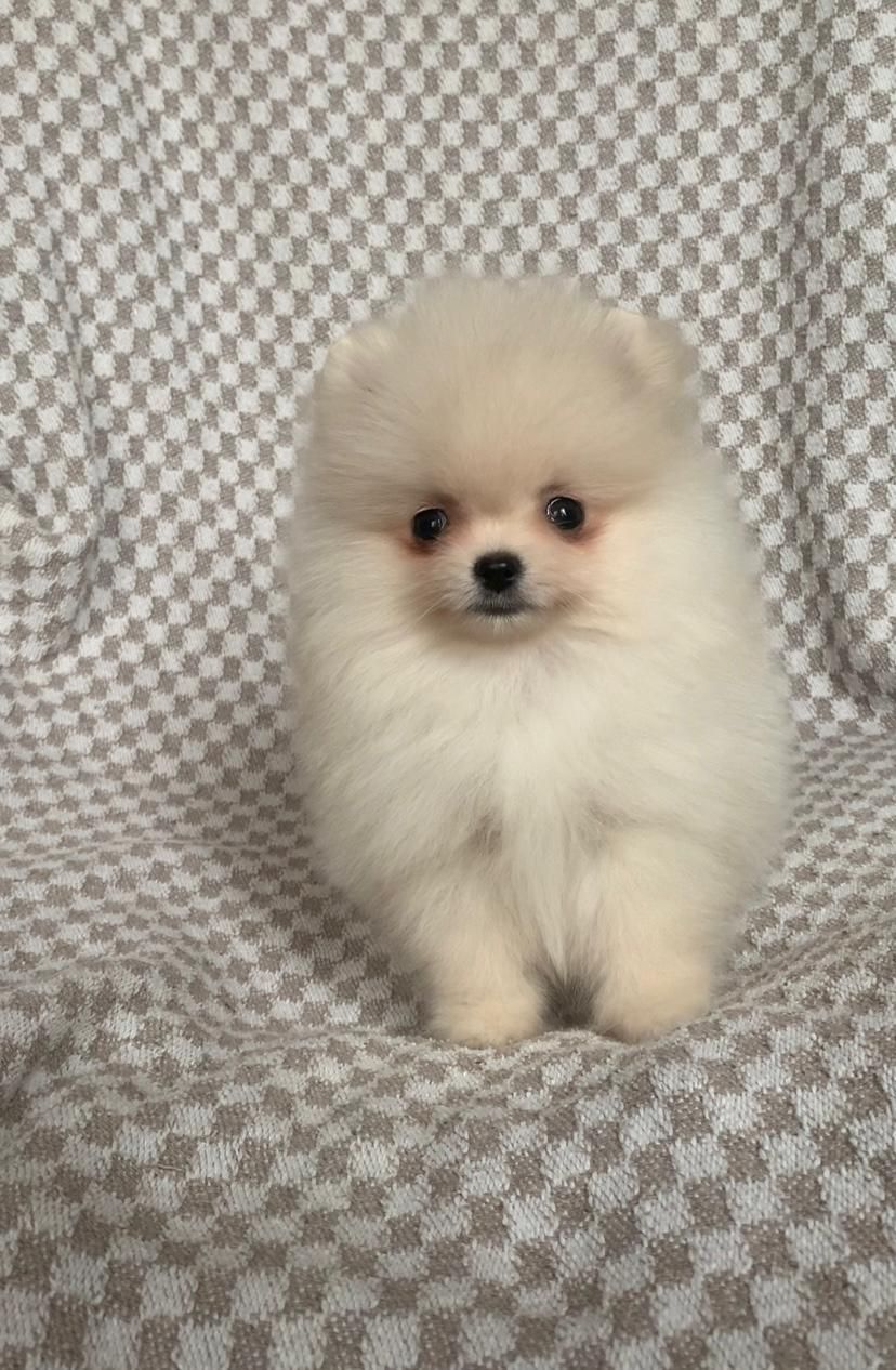 Очаровательный Laky