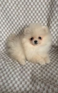 Очаровательный Laky