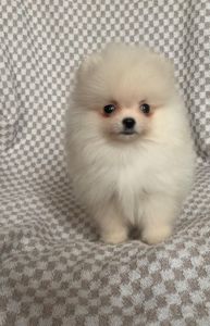 Очаровательный Laky