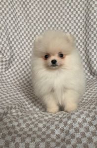 Очаровательный Laky