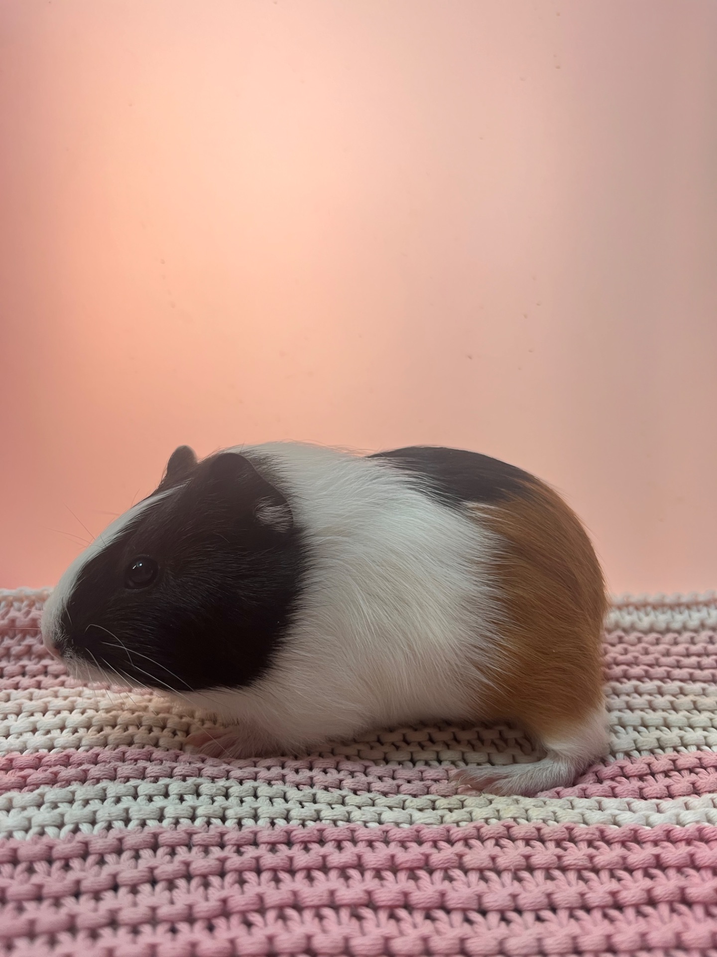 Гладкошерста дівчинка