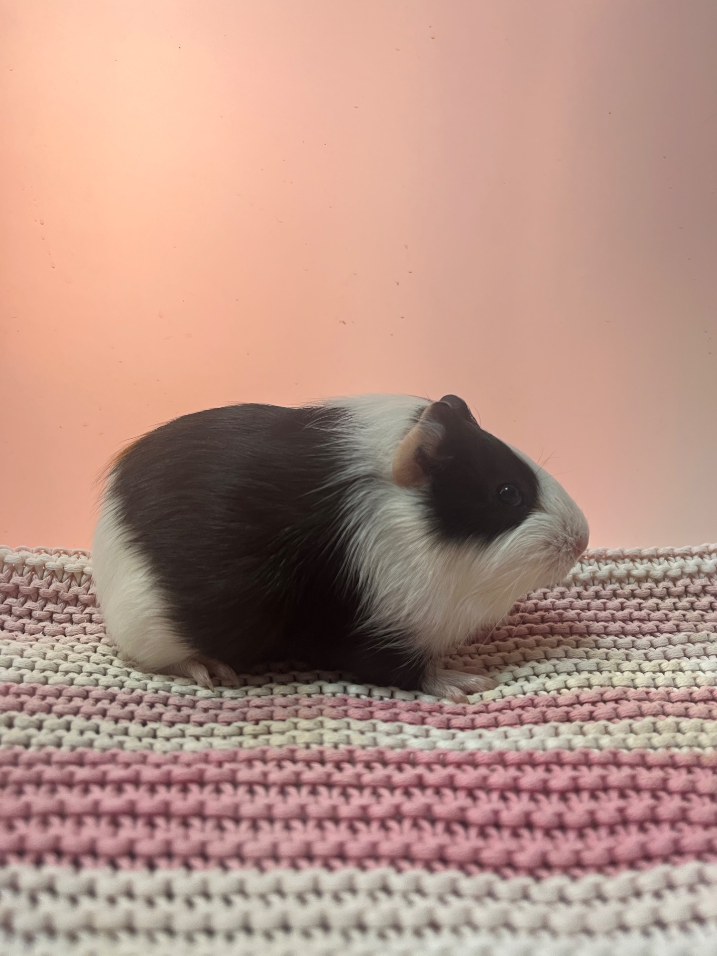 Гладкошерста дівчинка